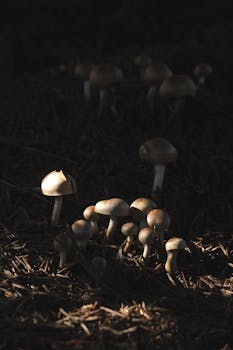 線上娛樂城遊戲