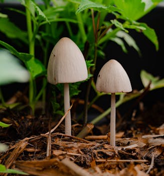 線上娛樂城遊戲