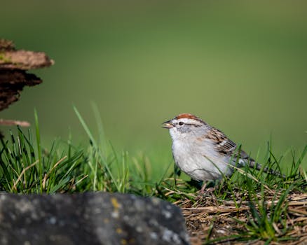線上娛樂城遊戲